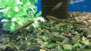 Сиамский Водорослеед - Аквариумная рыбка (Содержание и уход)