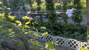 Обзор Приусадебного участка период вегетации любимых растений /Виноград/Персики/Малина/Голубика/и д