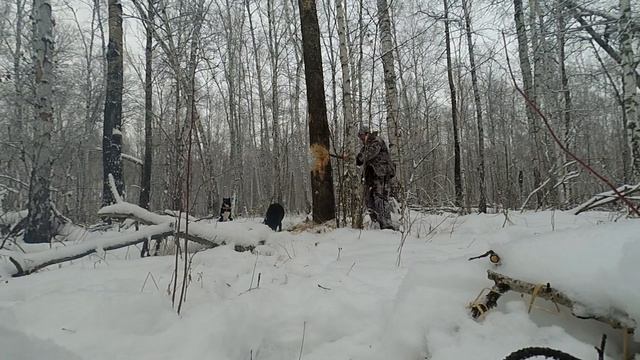 охота с Лайкой. Не внимательность... смотреть онлайн