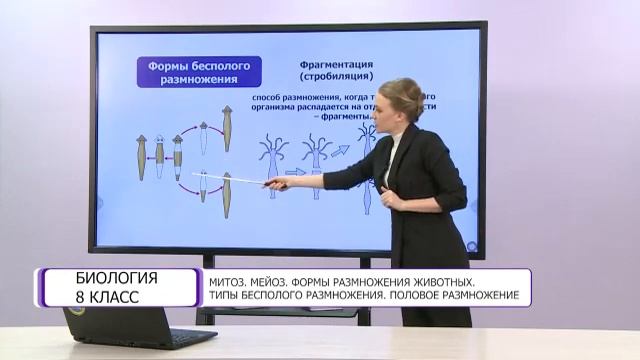 Биология. 8 класс. Митоз. Мейоз. Формы размножения животных. Типы бесполого размножения /02.04.2021