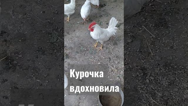 Куры Легорн #куры #несушки  #курятник #funnyanimalvideos  #chickens #rooster #Henhouse