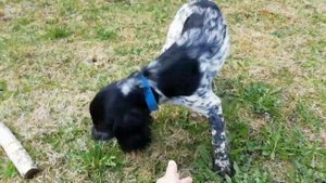 Как проходят наши дни?нам уже 5 мес. (русский охотничий спаниель)