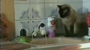 Наглый попугай Гоша