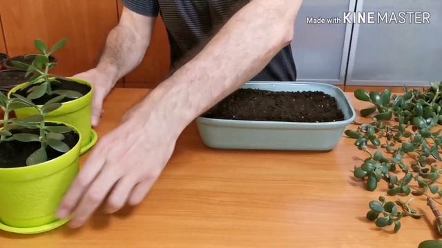 Денежное дерево. Роща денежных деревьев.