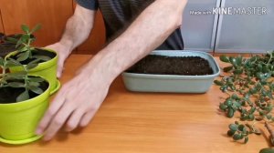 Денежное дерево. Роща денежных деревьев.