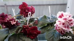 Рассказываю какие препараты помогают  избавиться на от корневого мучнистого червеца на фиалках!