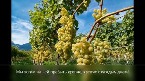 Ветви малые Лозы