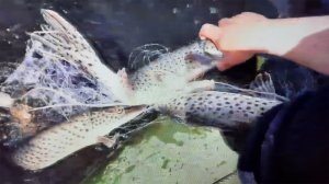 рыбалка сетью на щуку и карася.mp4