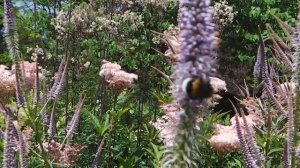 Veronicastrum virginicum "Fascination"