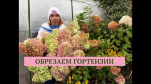 Осенняя обрезка гортензии. Пора сажать чеснок. Программа Дачные сезоны 11.10.18