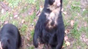 Очковые медведи встречают посетителей