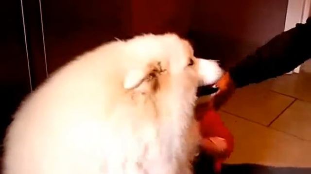 Забавные домашние животные смотреть онлайн