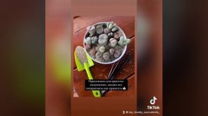 Литопсы. Посадка литопсов.