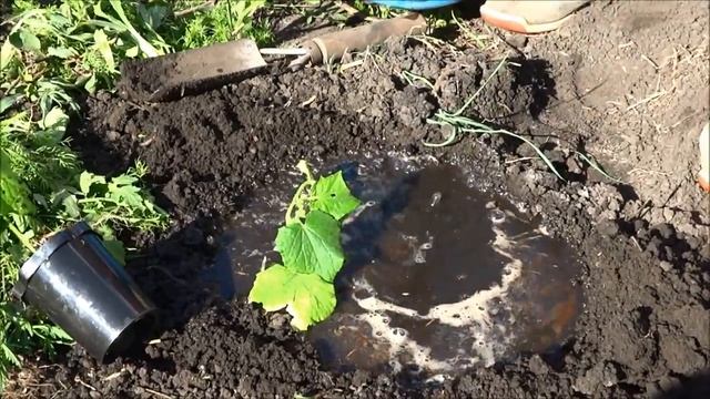 Рассада огурцов в стаканчиках: высадка рассады в грунт. смотреть онлайн