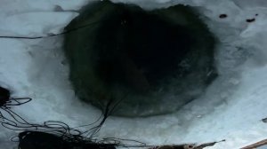 Проверка перемета. Попытка успеть наживиться к подходу налима.