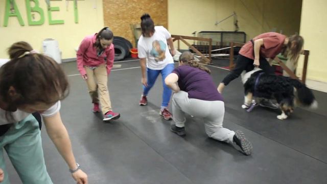 Обучающий семинар с представителями РОО «Красноярская краевая Федерация кинологического спорта» смотреть онлайн