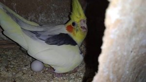 Стайное разведение корелл.