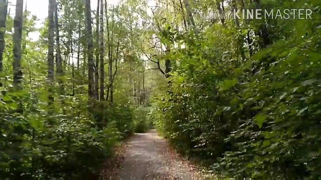 Прогулка по лесопарку Лосиный остров 🌳☘️🌲🌿🌳🍀🌲 27.08.2020