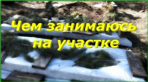Готовлю яблоньки к зиме/Тёплый октябрь.