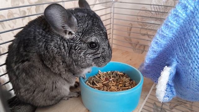 Шиншилла Шушик