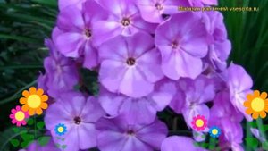 Флокс метельчатый Андре. Краткий обзор, описание характеристик phlox paniculata Andre