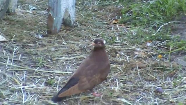 Дача 15 года смотреть онлайн