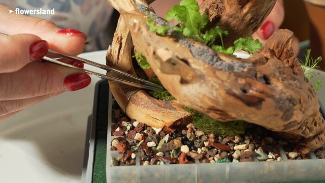 Ваби-Бокс | Посадка смотреть онлайн