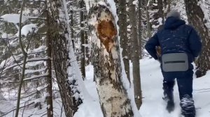 Продолжаем добывать чагу и не только…