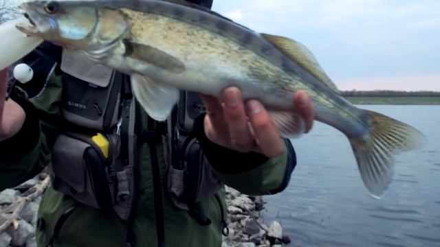 Ловля судака с берега. Секреты и техника!