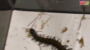 PANTERIC NEWS #4 | РОЗЫГРЫШ | НОВЫЙ МАГАЗИН | Наша любимая  СКОЛОПЕНДРА | Змея заползла в рот |