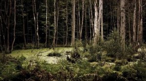 Тайны Мира - КОВАРНЫЕ БОЛОТА