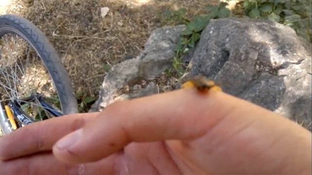 Сколопендра кольчатая