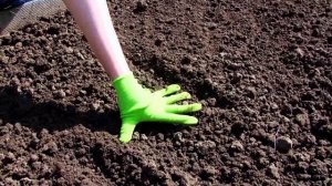 Как и когда сажать редиску весной в открытый грунт