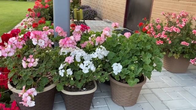 Пеларгония на 01.08.23/ Ленинградская область смотреть онлайн