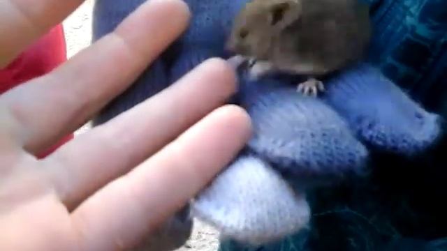 Крыса!! смотреть онлайн