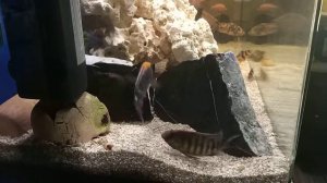 Аулонокара Майланда - нерест