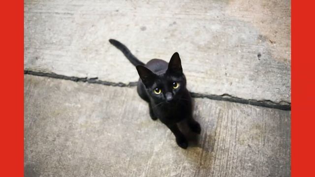 Мой кот. Песня "COFFIN DANCE "! смотреть онлайн