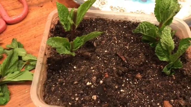 Мята на подоконнике. Укоренение черенков мяты. Начало эксперимента. смотреть онлайн