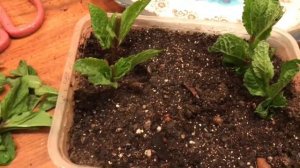 Мята на подоконнике. Укоренение черенков мяты. Начало эксперимента.