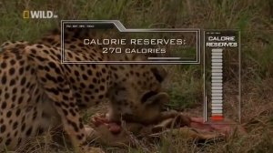 Суперхищники. Гепард