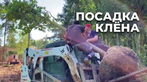 Посадка клёнов | Твой Сад