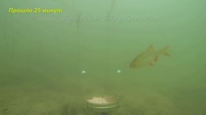 ЛИНЬ НА ПОПКОРН. Секреты ПОПКОРНА! Подводная съемка! УДОЧКА С БОКОВЫМ КИВКОМ и силиконовый опарыш