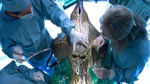 Появление Этого Существа Может Привести к Катастрофе