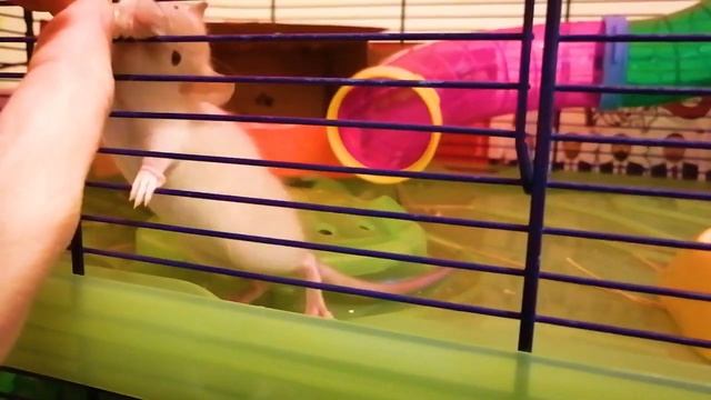 Сиамская крыса Симона меняет окрас смотреть онлайн