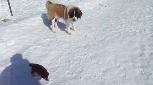 Как приучить щенка к улице ? / Воспитание собак.