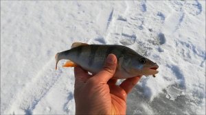 Рыбалка на Воронежском водохранилище, 22. 03. 2021