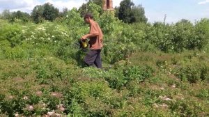 Стрижка кустарника. Бензиновый кусторез