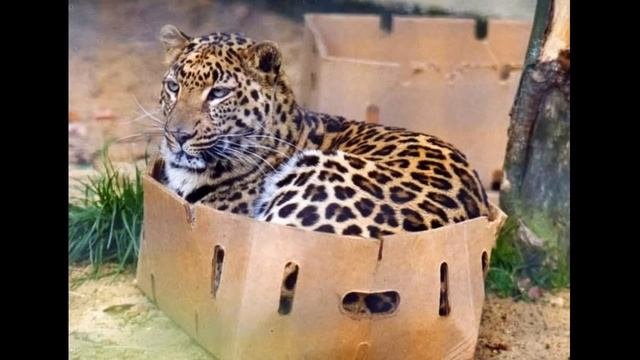 Угарные коты в коробках. Зачем они там сидят?