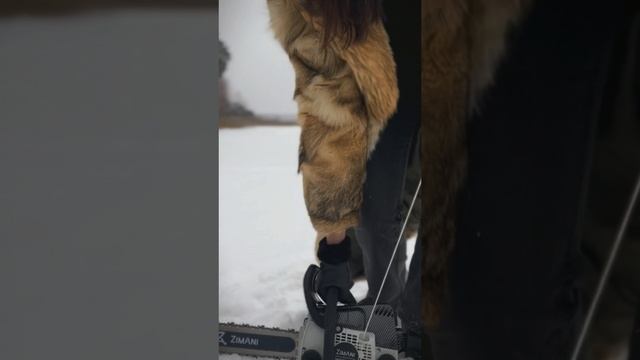 У серьезной женщины-серьезный инструмент #variant #variant69 #Zimani #tver #бензопила смотреть онлайн