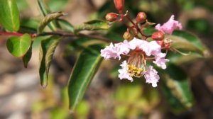 Шум объектива Sony NEX5 при увеличении